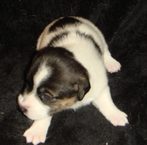 Puppy 6 Male